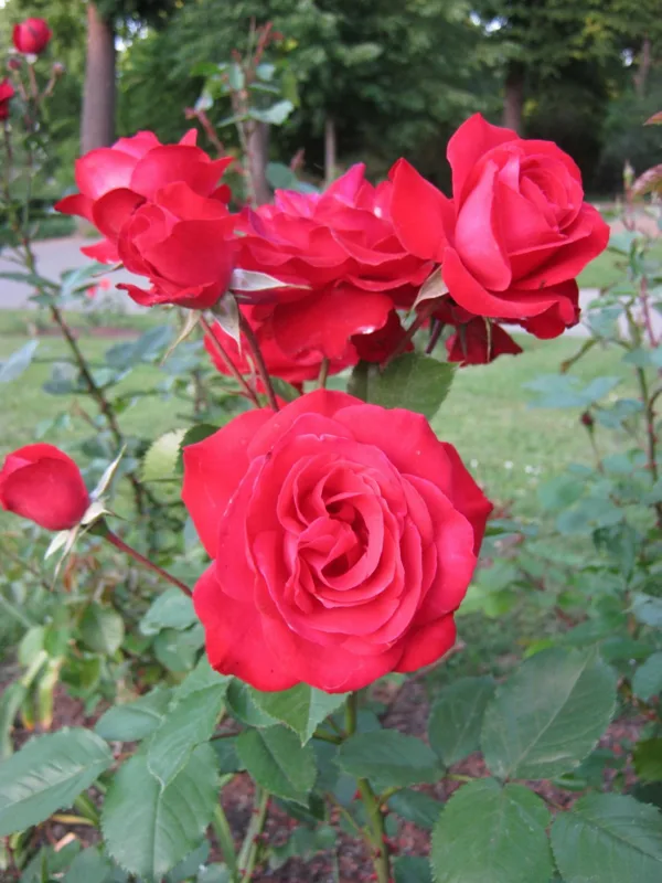 Rosengarten in Mainz