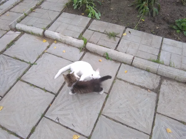 веселые котята